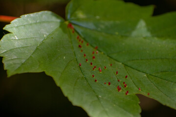 Leave infested with a parasitic fungus