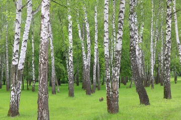 Gardinen Beautiful birch trees with white birch bark in birch grove with green birch leaves in summer © yarbeer