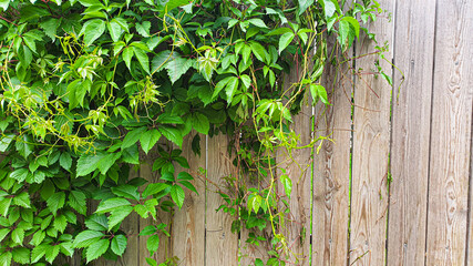 Old rustic wooden surface. Boards for background and construction.