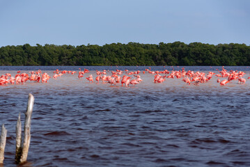 Wild Flamingos/Flamingo flock standing in the river at Celestun, „Rio Lagartos Biosphere Reserve“, Yucatan, Mexico (popular travel destination, maybe after the Corona crisis)

