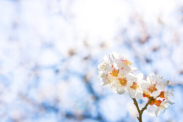 Abstract background, blooming apricot branch in the lower right corner