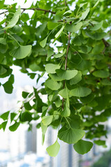 Fototapeta na wymiar Lush ginkgo leaves in summer