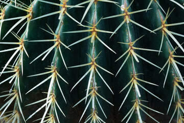 Nature background, ribs and spikes on a large barrel cactus, horizontal aspect