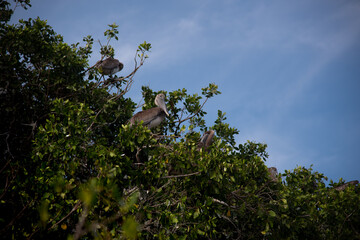 Pelicans sitting on trees in Celestun, Mexico - Mexican rainforest (popular travel destination)


