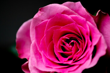 ピンクのバラの花びら