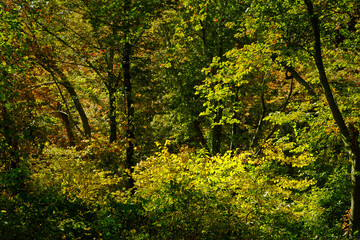 Forest Scene Trees Woods Filtering Sun Light