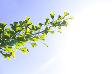 Ginkgo tree branch growing towards the sun