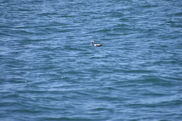 seagull sitting in the ocean