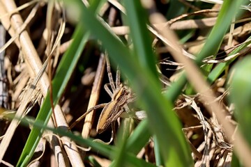 Agile and fast wolf spider in dry grass. Close up.