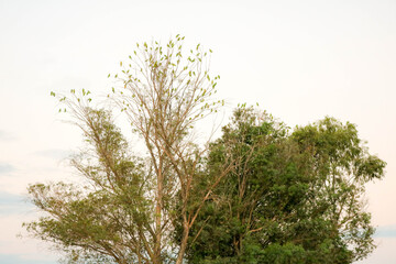Papagaios em árvore do Pantanal. Brasil