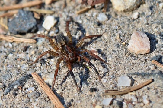 An agile and fast wolf spider on the edge of a dirt road. Close up.