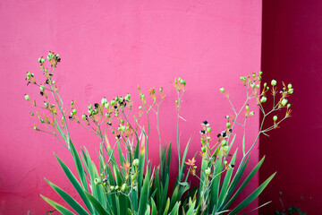 Flor de Primavera com fundo cor de rosa