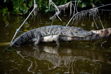 A crocodile sunbathes and relaxes on a branch at the big river at Celestun, „Rio Lagartos...