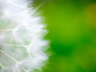 Abwaschbare Fototapete Selective focus on fragile fluffy white dandelion seeds. Fluffs are associated with dreaminess and lightness. Macrophoto. Heavily blurred abstract background. Copy space. © Nekrasov