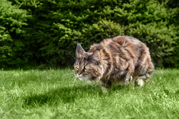 Big Maine Coon cat is hunting.