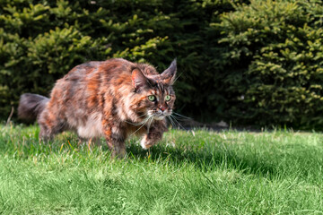 Big Maine Coon cat is playing in the summer sunny garden