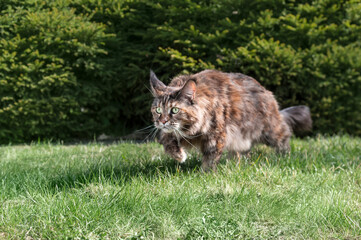 Naklejka na ściany i meble Big Maine Coon cat hunting in the summer sunny garden.