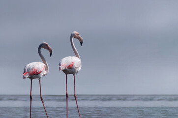 Fototapeta na wymiar Wild african birds. Two birds of pink african flamingos walking around the blue lagoon on a sunny day