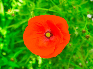 Obraz premium Red poppy flower on blurred green grass background.
