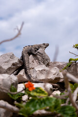 Iguana sits on a stone and relaxes under the Mexican sun near the beach and beautiful flowers (popular travel destination, maybe after the Corona crisis) - Tulum, Mexico