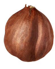 One hazelnut isolated on white background