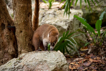 Coati in the Mexican Rainforest / Jungle standing on a rock - Tulum, Mexico

