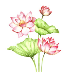 Composition with lotus. Hand draw watercolor illustration. - 354326428