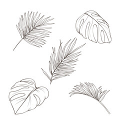 Hand drawn set with tropics leaves. Vector botanical illustration