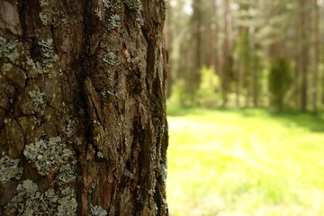 tree in the park