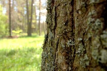 Obraz premium bark of a tree