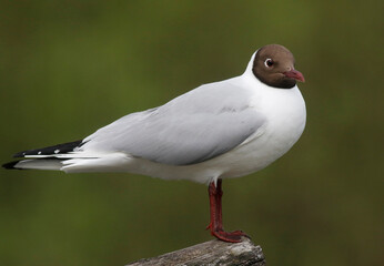 Black-headed gull