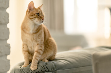 Portrait of a pretty domestic ginger tabby cat is sitting on a sofa. Concept Love and Care, home comfort and friendship pets