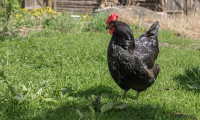 Close up of black chicken on a farm in nature. Hen in a free throw farm. Hen walk in the yard of the farm. The concept of rural life. Agriculture. Country life