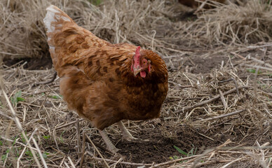 Close up of red chicken on a farm in nature. Hen in a free throw farm. Hen walk in the yard of the farm. The concept of rural life. Agriculture. Country life