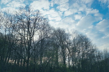 Sky and trees in the forest