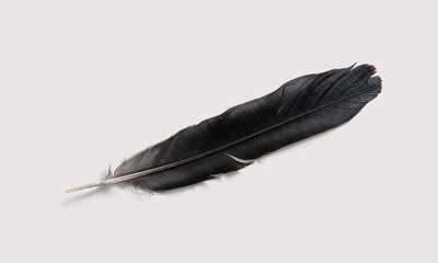 Black feather on a white background