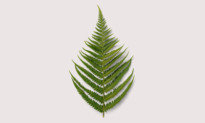 Fern plant on a white background