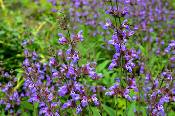 Blooming lavender, bees are observed in the flowers trying to drink the nectar. Beautiful vibrant purple colors of lavender blossom in the spring botanical garden. Sunny spring day