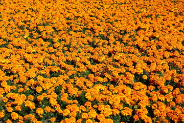 Field Covered With Yellow Carnations