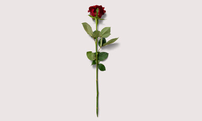Rose on a white background