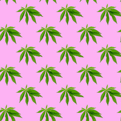 Seamless pattern with cannabis leaves on a pink background. Minimal isometric texture. Use for blackboard printing on fabric.