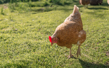 Close up of red chicken on a farm in nature. Hen in a free throw farm. Hen walk in the yard of the farm. The concept of rural life. Agriculture. Country life
