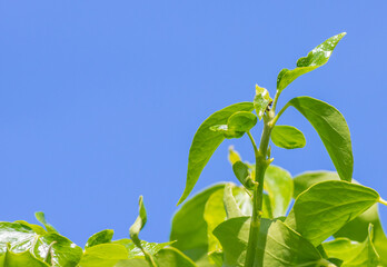 Green leaf shoots