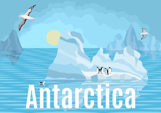 Antarctica penguins and albatrosses on icebergs