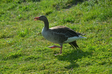 gęsi, ptactwo, gęsi, charakter, zwierzak, kaczka, gras, dzika natura, belfer, zieleń, pierze, ptactwo, dzika, woda, biała, drób, park, farma, pierze, zwierzak, ptactwo wodne, kanada, chodzenie