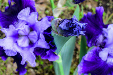 Close-Up. iris flower outdoors, blue iris flower in the garden. Sunny spring day in the park