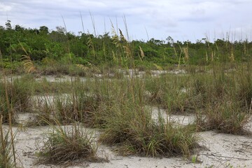 Florida coastal dunes with Sea-oat vegetation 