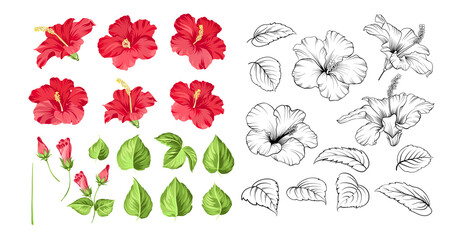 Set of tropical flowers elements. Collection of hibiscus flowers on a white background. Floral templates with garden blooming flowers. © Kotkoa