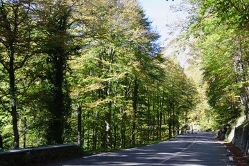 Obraz premium Winding asphalt road leading down. Deciduous forest. Pyrenees, border between Spain and France