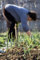 Naklejka premium Focus on young onions organically produced. There was a storm and the plants were destroyed, and the senior woman behind was repairing the garden.